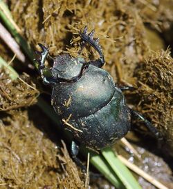 Allogymnopleurus thalassinus 000869-1.jpg