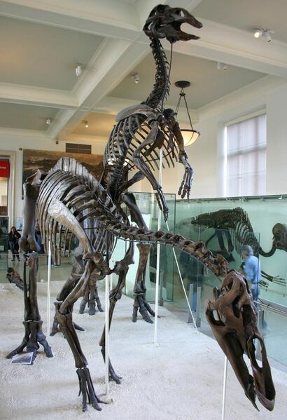 File:Anatotitan copei.jpg