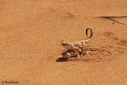 Arabian Toad-headed Agama breeding