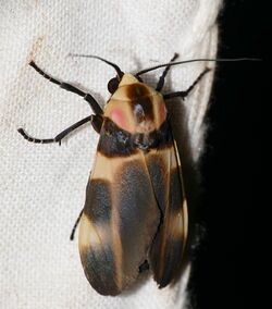 Arctiid Moth (Cratoplastis rectiradia) (39165513444).jpg