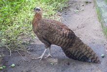 Argo de Rheinard (Rheinardia ocellata), Zoo de Ciudad Ho Chi Minh, Vietnam, 2013-08-14, DD 01.JPG