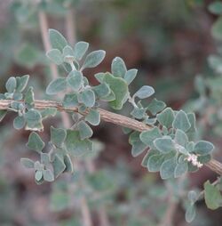 Atriplex amnicola.jpg