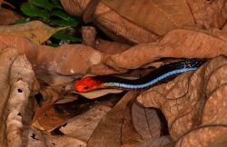 Blue Malayan Coral Snake from Singapore.jpg