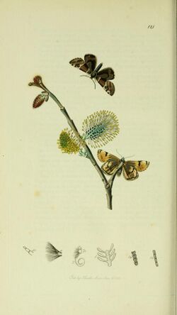 Britishentomologyvolume5Plate121.jpg