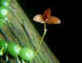 Bulbophyllum moniliforme 01.jpg