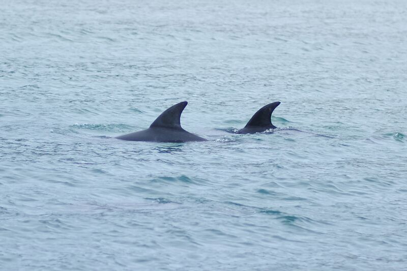 File:Burrunan Dolphins 2011.jpg