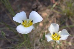 Calochortus leichtlinii.jpg