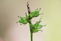 Carex peckii.jpg