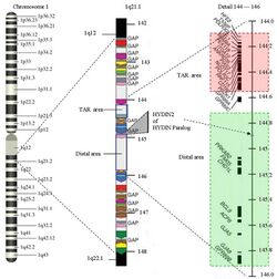 Chromosome 1 to 1q21.1.jpg