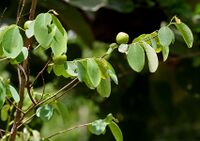 Cleistanthus collinus (Garari) in Narsapur forest, AP W IMG 0165.jpg