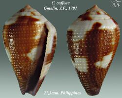 Conus coffeae 1.jpg