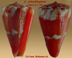 Conus richardbinghami 2.jpg