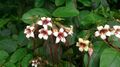 Corkscrew Flower (Strophanthus preussii).jpg