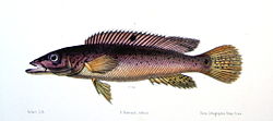 Crenicichla lacustris.jpg