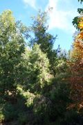 Cupressus chengiana - Quarryhill Botanical Garden - DSC03571.JPG