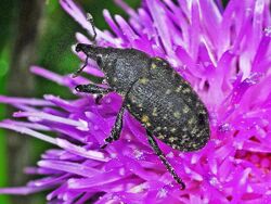 Curculionidae - Larinus turbinatus.JPG