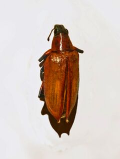 Curculionidae - Polyclaeis maculatus.JPG