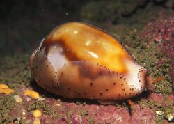 Cypraea spadicea 1.jpg