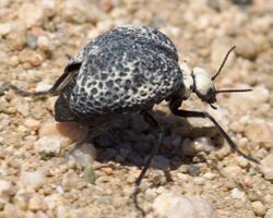 Cysteodemus armatus - Inflated Beetle Mojave desert 2016-04-05 (3).jpg