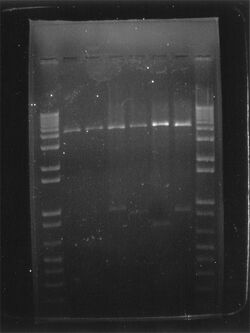 DNA Agarose Gel Electrophor.jpg