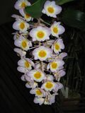 Dendrobium amabile1.jpg