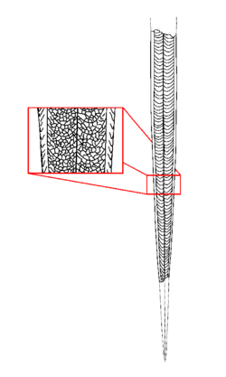 Dorfopterus angusticollis holotype drawing.png