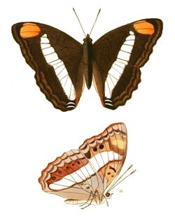 Doxocopa pavon female (dorsal and ventral view).jpg