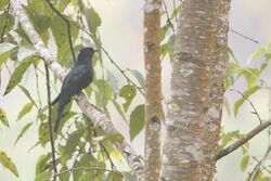 Drongo Cuckoo from East Pendam Budang birding area in Sikkim, India.jpg