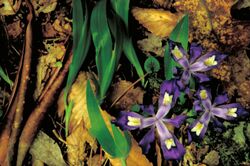 Dwarf crested iris flower.jpg