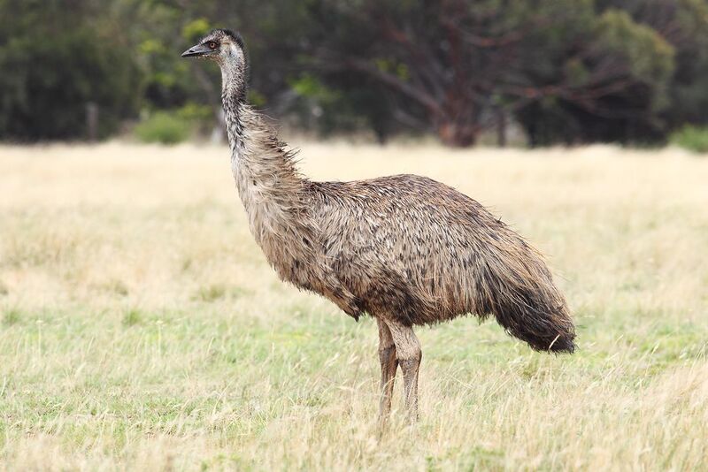 File:Emu-wild.jpg