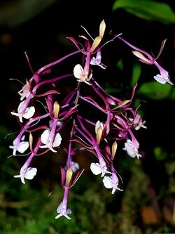 Epidendrum capricornu Orchi 68.jpg