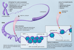 Mechanisms of epigenetics