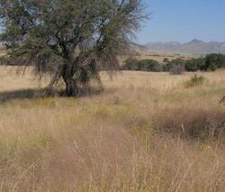 Eragrostis intermedia in arizona.jpg