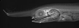 Eumecichthys fiski X-ray.jpg