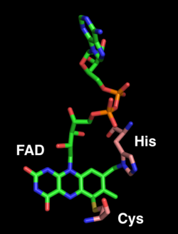 FAD active site.png