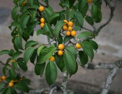 Ficus benjamina 1.jpg