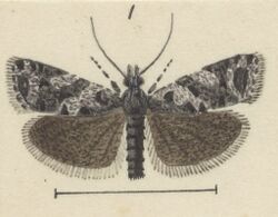 Fig 1 MA I437913 TePapa Plate-LII-The-butterflies full (cropped).jpg