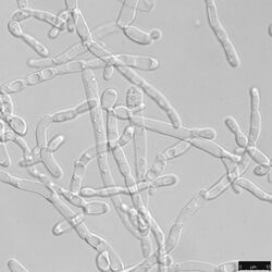 Filamentous cell state of Yarrowia lipolytica.jpg