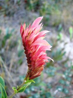 Flickr - João de Deus Medeiros - Lepidagathis floribunda.jpg