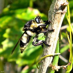 Florida Bee Killer (Mallophora bomboides) (7343371940).jpg