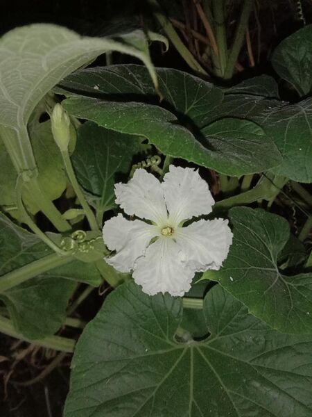 File:Flower of Lagenaria captured at night.jpg