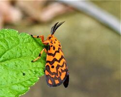 Footman Moth by irvin calicut.jpg