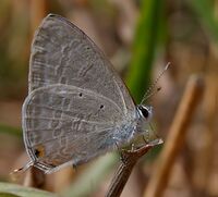 Forget-me-not (Catachrysops strabo) in Hyderabad W IMG 4729.jpg