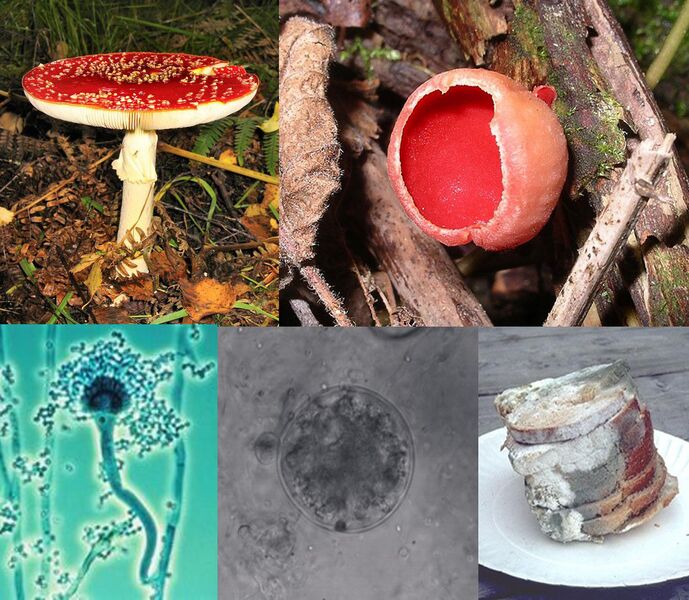 File:Fungi collage.jpg