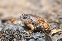 Glyphoglossus guttulatus, Striped spadefoot frog (subadult) - Kaeng Krachan National Park (46843250042) by Rushen.jpg