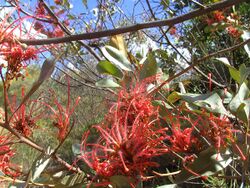 Grevillea decora 1.jpg