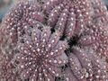 Gymnocalycium quehlianum (F.Haage ex Quehl) Vaupel ex HosseusWIKIPEDIA.jpg