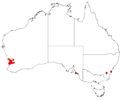 Hakea myrtoides DistMap.png