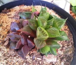 Haworthia mirabilis - mundula variety.jpg