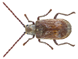 Hedobia imperialis (Linné, 1767) (28256439642).png